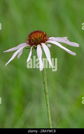 Enghblättriger Purpur-Coneflower, Echinacea angustifolia Stockfoto