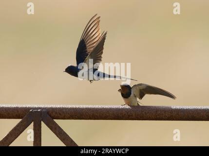 Zwei Erwachsene Schwalben (Hirundo rustica), Schottland Stockfoto