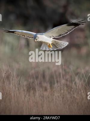 Atemberaubende Jagd auf die Beute auf der Insel Mull, Schottland Stockfoto