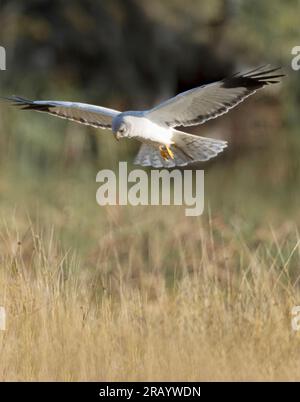 Atemberaubende Jagd auf die Beute auf der Insel Mull, Schottland Stockfoto