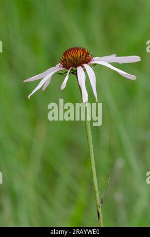 Enghblättriger Purpur-Coneflower, Echinacea angustifolia Stockfoto