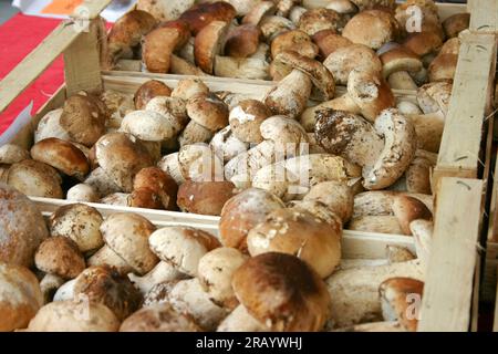 Schachteln mit frisch gepflückten Schweinefilzen auf dem Markt im Piemont in Italien Stockfoto