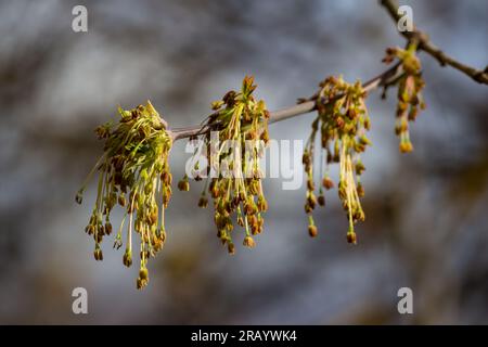 Blütenbildung von Ahornholz - Kastenalter, Boxelder-Ahorn, Manitoba-Ahorn, Acer negundo - invasive Arten in Russland und Europa Stockfoto