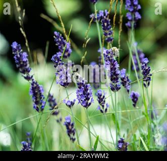 Honigbiene auf wild wachsendem Lavendel, Öko-Konzept, Bestäubung, Insekten in seinem natürlichen Lebensraum, Stockfoto