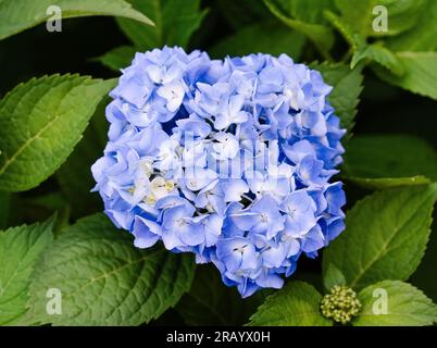 Blaue Hortensien im Garten, Hydrangea arborescens - glatte Hortensien Stockfoto