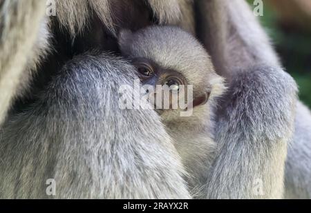 06. Juli 2023, Sachsen-Anhalt, Halle (Saale): Das silberne Gibbon-Junges, geboren am 17. Februar, kuschelt sich an Mutter „Mia“ im Bergzoo von Halle. Das Hauptthema des diesjährigen Sommerurlaubs-Programms ist „Adventure Rainforest“. Hier können Besucher Augmented Reality nutzen, um die Flora und Fauna des Regenwaldes virtuell zu erkunden. Verschiedene Bereiche des Zoos wurden in Regenwaldlandschaften umgestaltet, und es gibt auch eine karibische Strandlandschaft - den 'Bamboo Beach Club'. Foto: Jan Woitas/dpa/zB Stockfoto