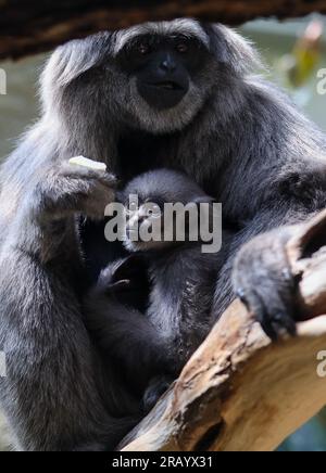 06. Juli 2023, Sachsen-Anhalt, Halle (Saale): Das silberne Gibbon-Junges, geboren am 17. Februar, kuschelt sich an Mutter „Mia“ im Bergzoo von Halle. Das Hauptthema des diesjährigen Sommerurlaubs-Programms ist „Adventure Rainforest“. Hier können Besucher Augmented Reality nutzen, um die Flora und Fauna des Regenwaldes virtuell zu erkunden. Verschiedene Bereiche des Zoos wurden in Regenwaldlandschaften umgestaltet, und es gibt auch eine karibische Strandlandschaft - den 'Bamboo Beach Club'. Foto: Jan Woitas/dpa/zB Stockfoto