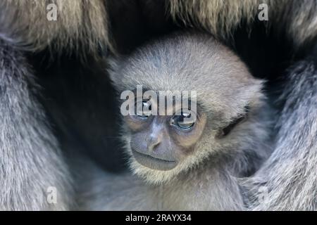 06. Juli 2023, Sachsen-Anhalt, Halle (Saale): Das silberne Gibbon-Junges, geboren am 17. Februar, kuschelt sich an Mutter „Mia“ im Bergzoo von Halle. Das Hauptthema des diesjährigen Sommerurlaubs-Programms ist „Adventure Rainforest“. Hier können Besucher Augmented Reality nutzen, um die Flora und Fauna des Regenwaldes virtuell zu erkunden. Verschiedene Bereiche des Zoos wurden in Regenwaldlandschaften umgestaltet, und es gibt auch eine karibische Strandlandschaft - den 'Bamboo Beach Club'. Foto: Jan Woitas/dpa/zB Stockfoto