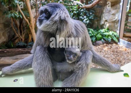 06. Juli 2023, Sachsen-Anhalt, Halle (Saale): Das silberne Gibbon-Junges, geboren am 17. Februar, kuschelt sich an Mutter „Mia“ im Bergzoo von Halle. Das Hauptthema des diesjährigen Sommerurlaubs-Programms ist „Adventure Rainforest“. Hier können Besucher Augmented Reality nutzen, um die Flora und Fauna des Regenwaldes virtuell zu erkunden. Verschiedene Bereiche des Zoos wurden in Regenwaldlandschaften umgestaltet, und es gibt auch eine karibische Strandlandschaft - den 'Bamboo Beach Club'. Foto: Jan Woitas/dpa/zB Stockfoto