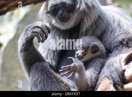 06. Juli 2023, Sachsen-Anhalt, Halle (Saale): Das silberne Gibbon-Junges, geboren am 17. Februar, kuschelt sich an Mutter „Mia“ im Bergzoo von Halle. Das Hauptthema des diesjährigen Sommerurlaubs-Programms ist „Adventure Rainforest“. Hier können Besucher Augmented Reality nutzen, um die Flora und Fauna des Regenwaldes virtuell zu erkunden. Verschiedene Bereiche des Zoos wurden in Regenwaldlandschaften umgestaltet, und es gibt auch eine karibische Strandlandschaft - den 'Bamboo Beach Club'. Foto: Jan Woitas/dpa/zB Stockfoto