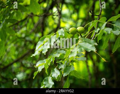 Walnüsse, mit ihren grünen Schalen, wachsen auf einem Walnussbaum im Garten. Stockfoto
