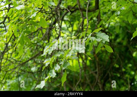 Walnüsse, mit ihren grünen Schalen, wachsen auf einem Walnussbaum im Garten. Stockfoto