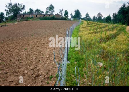 28. Juni 2023, Nagthat, Uttarakhand, Indien. Ackerland geteilt durch einen Metallzaun in zwei Teilflächen, eine mit Ernten und eine andere nur geneigter Boden. Stockfoto