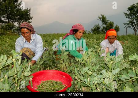 28. Juni 2023, Nagthat, Uttarakhand, Indien. Uttarakhand, Indien. Indigene Garhwali-Frauen pflücken Erbsen während der Erntesaison. Ackerland in Uttarak Stockfoto