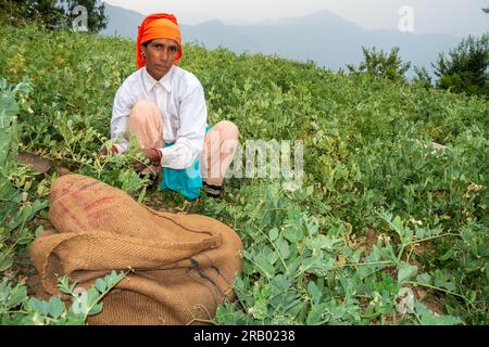 28. Juni 2023, Nagthat, Uttarakhand, Indien. Uttarakhand, Indien. Indigene Garhwali-Frau, die während der Erntesaison Erbsen pflückt. Ackerland in Uttarak Stockfoto