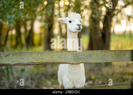 Süße Lamas und Alpakas auf einer Farm. Tiere in einem Zoo beobachten. Spaß für die ganze Familie im Herbst. Stockfoto