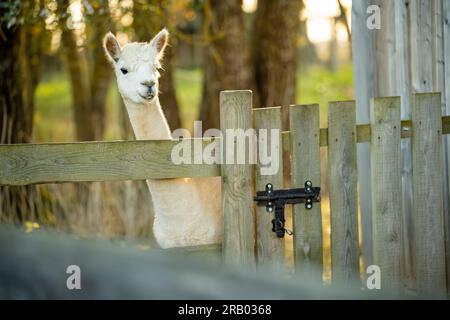 Süße Lamas und Alpakas auf einer Farm. Tiere in einem Zoo beobachten. Spaß für die ganze Familie im Herbst. Stockfoto