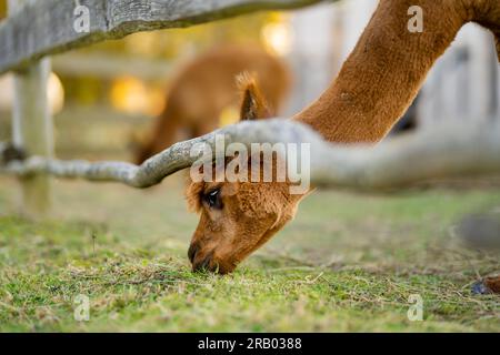 Süße Lamas und Alpakas auf einer Farm. Tiere in einem Zoo beobachten. Spaß für die ganze Familie im Herbst. Stockfoto