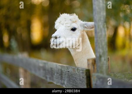 Süße Lamas und Alpakas auf einer Farm. Tiere in einem Zoo beobachten. Spaß für die ganze Familie im Herbst. Stockfoto