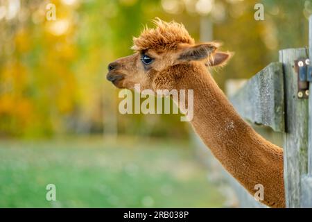 Süße Lamas und Alpakas auf einer Farm. Tiere in einem Zoo beobachten. Spaß für die ganze Familie im Herbst. Stockfoto