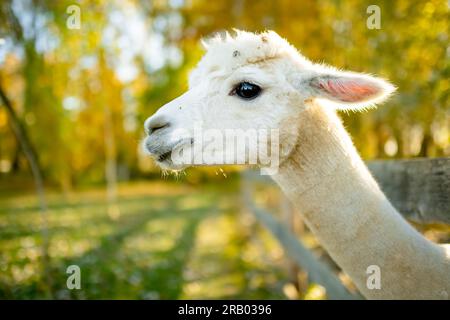 Süße Lamas und Alpakas auf einer Farm. Tiere in einem Zoo beobachten. Spaß für die ganze Familie im Herbst. Stockfoto