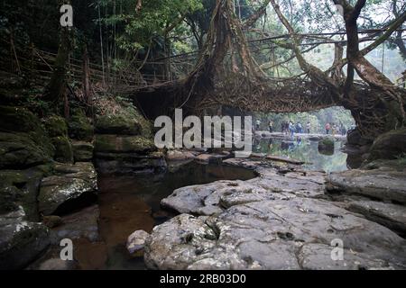 Einheimische Touristen erkunden die spektakuläre lebende Wurzelbrücke in der Nähe von Riwai Village in Meghalaya, Indien, die aus den Luftwurzeln von Gummifeigen handgefertigt wurde Stockfoto