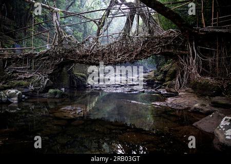 Spektakuläre lebende Wurzelbrücke in der Nähe von Riwai Village in Meghalaya, Indien, handgefertigt aus den Luftwurzeln von Gummifeigen Stockfoto