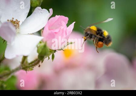 Frühbumble Bee Bombus Pratorum, das sich von einer Rose ernährt. Stockfoto