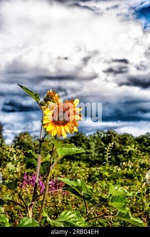 Goldgelbe Farben zeigen Merkmale Stockfoto