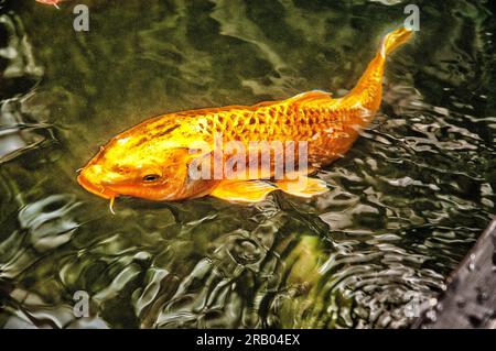 Goldgelbe Farben zeigen Merkmale Stockfoto