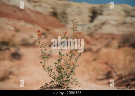 Blumen in der Wüste. Sphaeralcea ambigua (Wüstenglobemallow), oder Aprikosenmalvenplate blüht in der Wüste, roter Gesteinsgrund Stockfoto