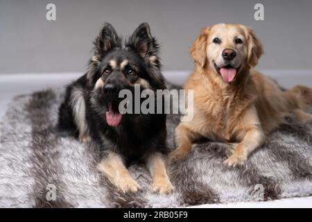 Golden Retriever und ein alter schäferhund, der sich hinlegte. Stockfoto