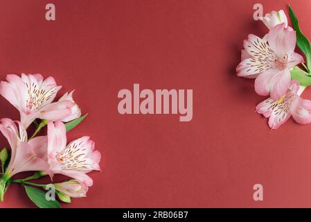 Alstroemeria-Rosa Blumen auf dunkelrotem Hintergrund mit Kopierbereich. Draufsicht, flach liegend. Stockfoto