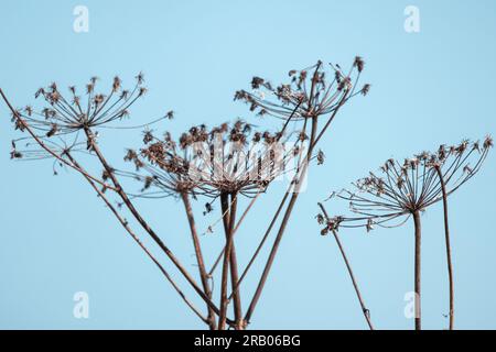 Trockene Sonnenschirmblumen sind mit blauem Hintergrund und natürlichem abstraktem Foto versehen Stockfoto