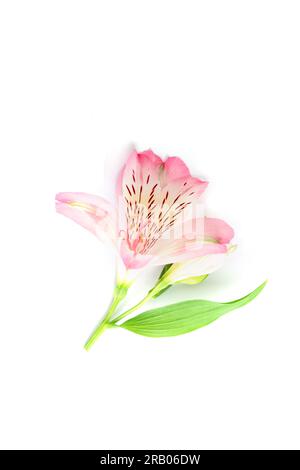 Rosafarbene Alstroemeria-Blume isoliert auf weißem Hintergrund, Nahaufnahme. Stockfoto