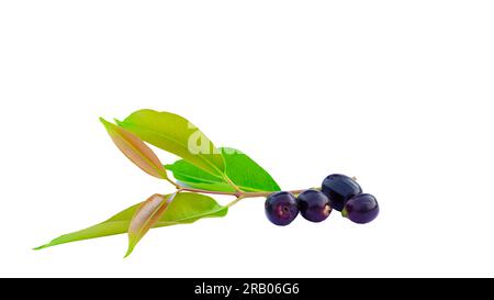 Selektives Fokusbild von schwarzem Jamun oder Eugenia Jambolana oder schwarzem Jambolan Plum auf weißem Hintergrund. Stockfoto