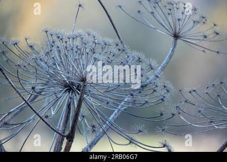 Gefrorene, trockene Regenschirmblumen mit Frost in der kalten Wintersaison Stockfoto