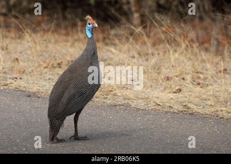 Behelmte Perlhühner Stockfoto