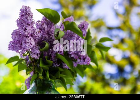 Blumenstrauß in einem Glasgefäß mit unscharfem natürlichen Hintergrund. Nahaufnahme für den Außenbereich mit natürlichem Tageslicht und selektivem Weichzeichner Stockfoto