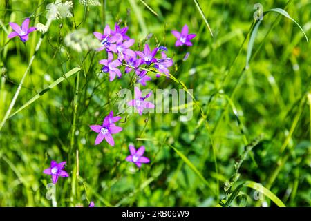 Wilde violette Blumen, die an einem sonnigen Tag auf dem Rasen wachsen, Makrofoto mit selektivem Fokus. Campanula patula Stockfoto