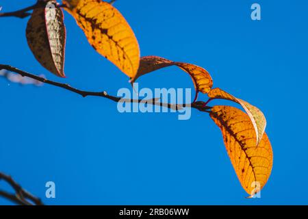 Gelbe Herbstblätter auf hellblauem Himmelshintergrund, Makrofoto mit selektivem Fokus Stockfoto