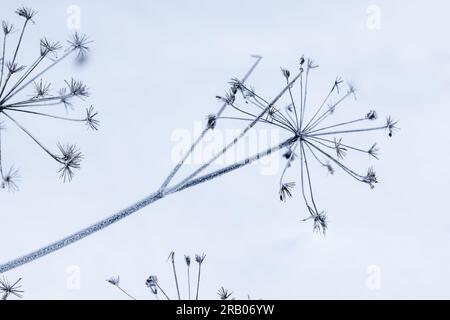 Trockene Sonnenschirmblumen über weißem Schnee, Nahaufnahmen mit selektivem Fokus, natürlicher abstrakter Winterhintergrund Stockfoto