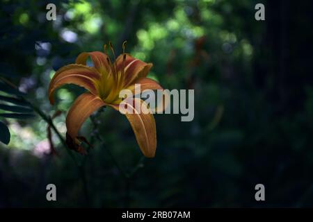 Orange und Gelbe Lilie in einem Wald aus nächster Nähe Stockfoto