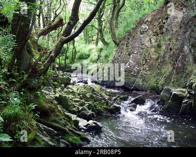 Wasser fließt über das felsige Bett eines Flusses zwischen Moos- und Flechten-bedeckten Felsen und Küstenwäldern zum Meer in Nord-Devon. England Stockfoto