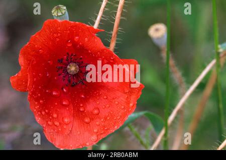 Eine rote Mohnblume mit Regentropfen auf den vier großen, überlappenden Blütenblättern, dunklen Stemens und grünlicher Kegel in der Mitte ein Symbol des Friedens Stockfoto