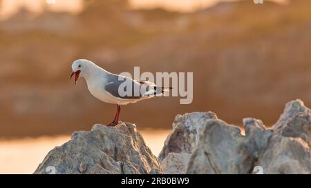 Bild einer Möwe, die mit offenem Schnabel auf einem Felsen steht, vor einem flauschigen Hintergrund, fotografiert in Hermanus Südafrika im September 2013 Stockfoto