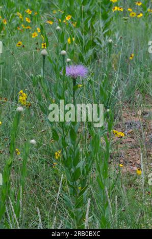 Amerikanischer Starthistle, Plectocephalus americanus Stockfoto