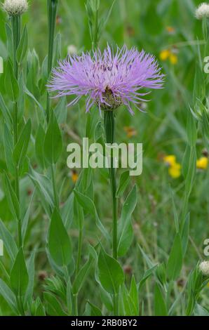 Amerikanischer Starthistle, Plectocephalus americanus Stockfoto