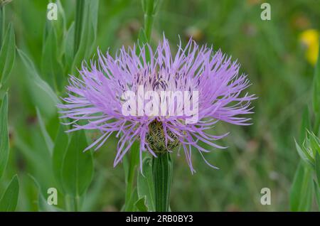 Amerikanischer Starthistle, Plectocephalus americanus Stockfoto