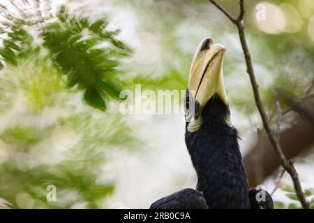 Junge männliche, orientalische Rattenhornvogel, die in einem Parkbaum in Singapur forscht Stockfoto